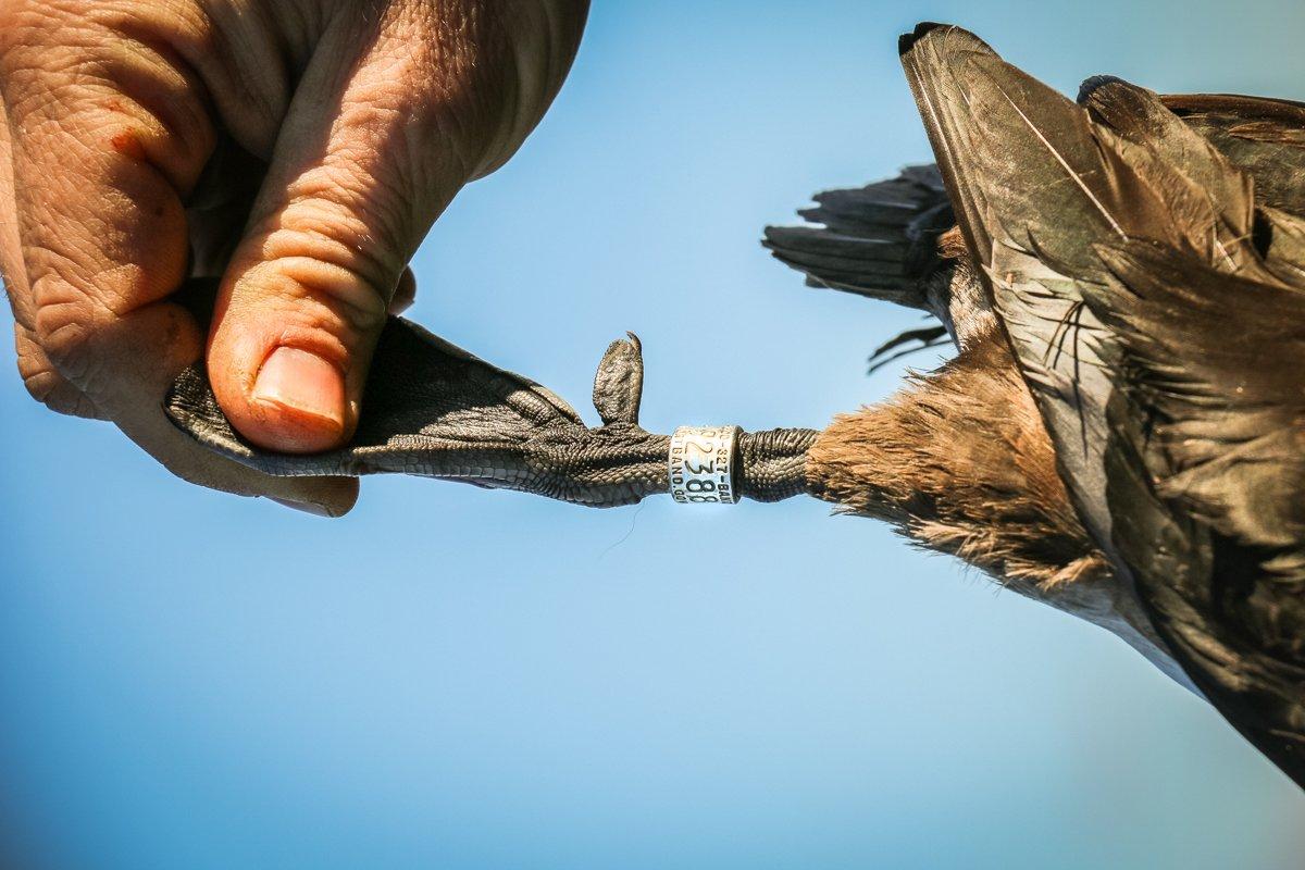 Trophies come in many forms — in this case, a banded ringneck shot during the final day of the Wisconsin duck season. Photo © Brian Lovett