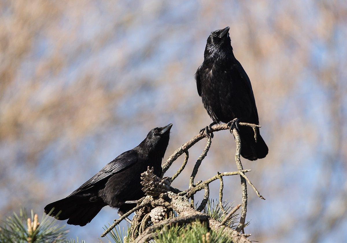 california crow hunting