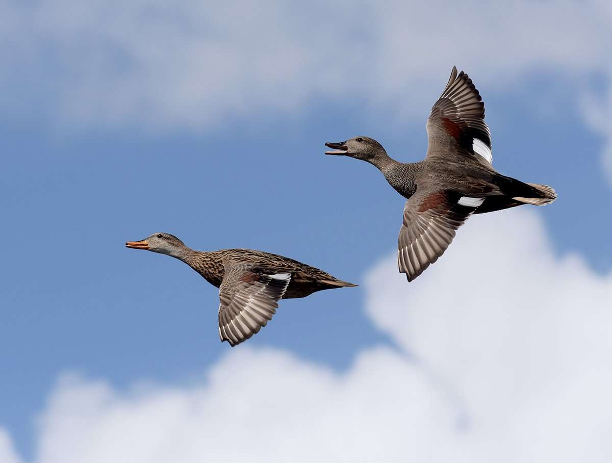 Gadwall, mallards and other ducks have flown south in large numbers after winter weather hit the Midwest. Photo © Maciej Olszewski/Shutterstock Gadwall, mallards and other ducks have flown south in large numbers after winter weather hit the Midwest. Photo © Maciej Olszewski/Shutterstock