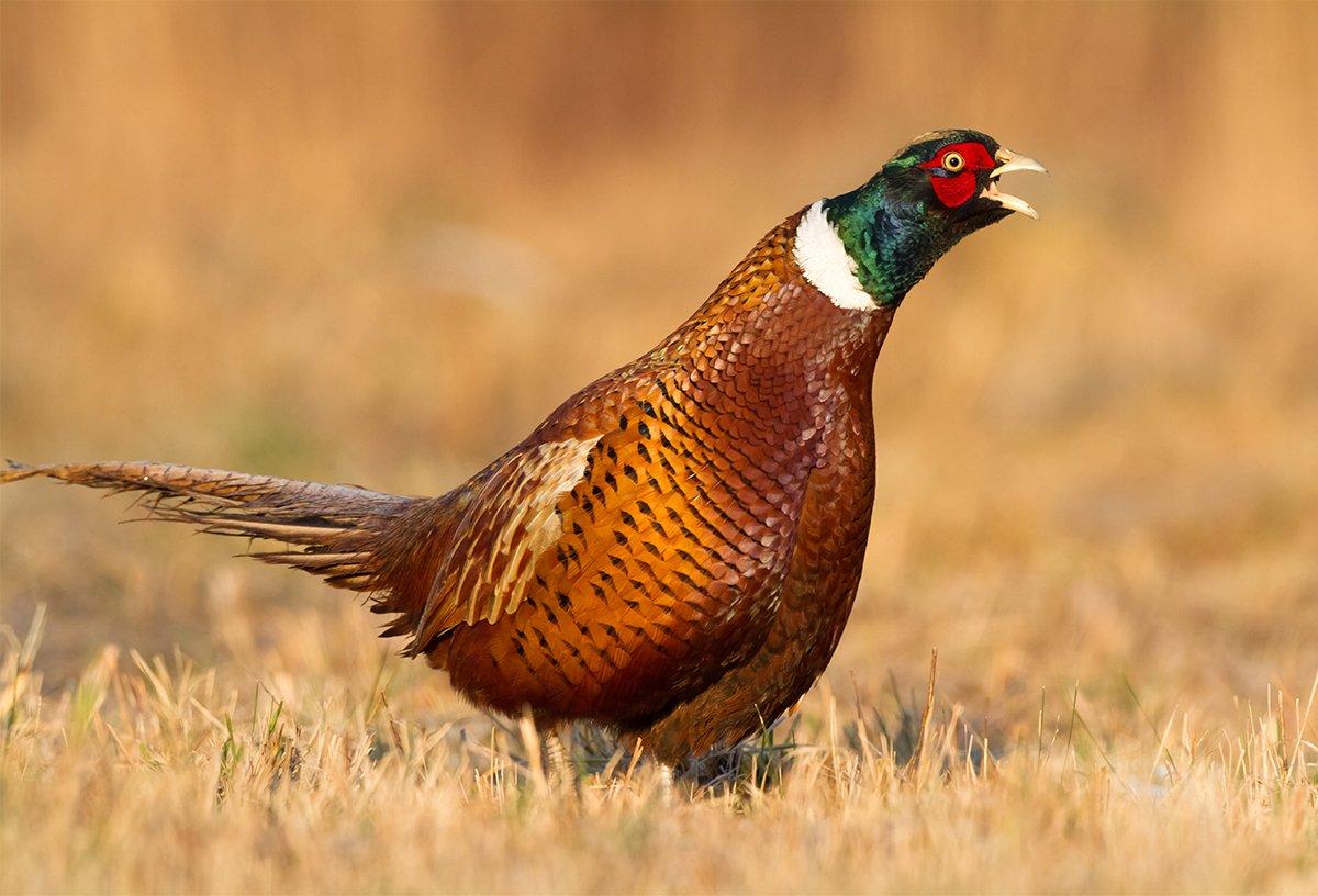 Where 10,000 Utah Pheasants Will Be Released for Hunting Realtree Camo