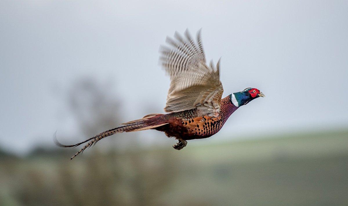 Driven Game-Farm Pheasants