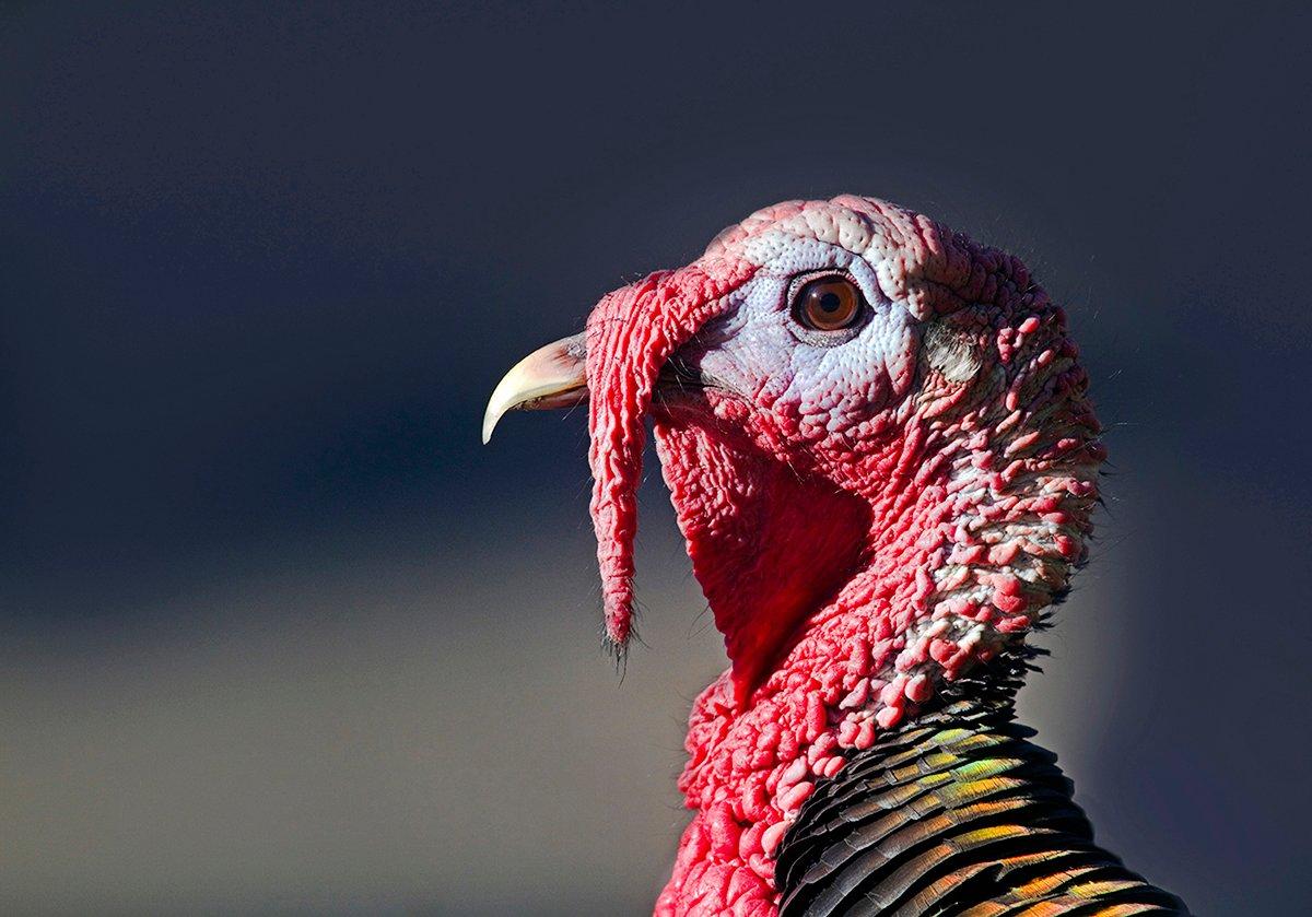 A wild turkey's eyesight is roughly equal to 8X binoculars. (©Mark Miller/Images on the Wildside photo)