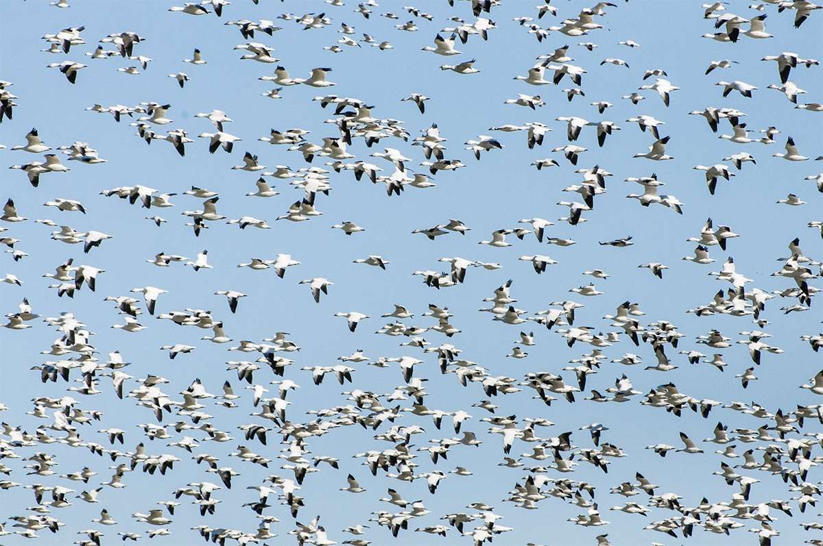 Kansas is holding lots of snow geese, but muddy fields have made hunting a challenge. Photo © Mark Mortin/Shutterstock Kansas is holding lots of snow geese, but muddy fields have made hunting a challenge. Photo © Mark Mortin/Shutterstock