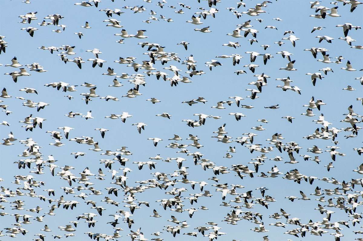 Kansas is holding lots of snow geese, but muddy fields have made hunting a challenge. Photo © Mark Mortin/Shutterstock