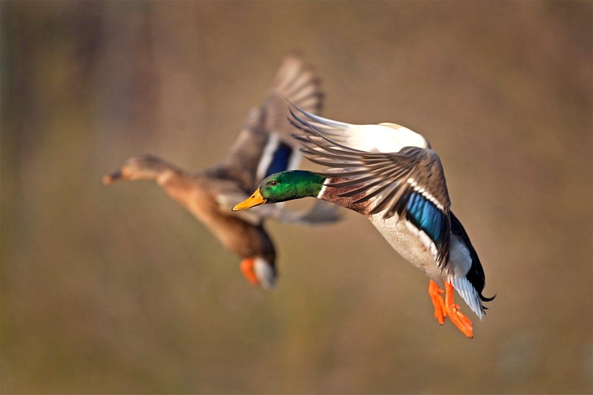 For most duck hunters, mallards are tops, and it's easy to see why. Photo © Martin Prochazkacz/Shutterstock