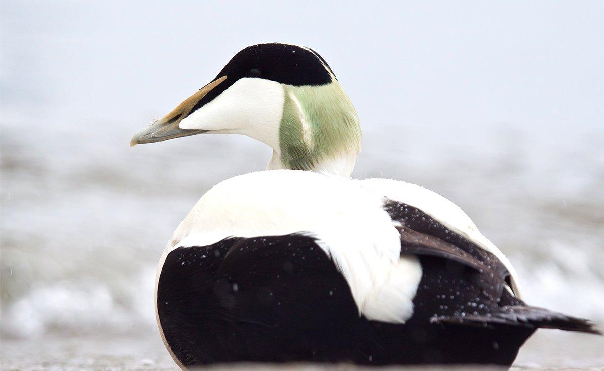 Eiders