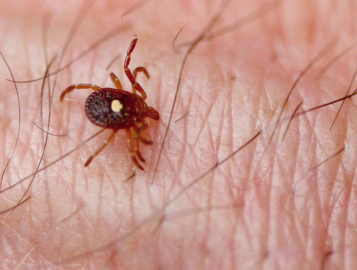 One bite from this tick could change your life, for the worse. (Shutterstock / Melinda Fawver photo)