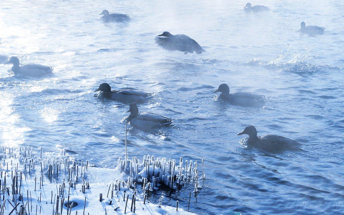 Freezing weather concentrates mallards. Find hidden open-water haunts to cash in. Photo © Menna/Shutterstock