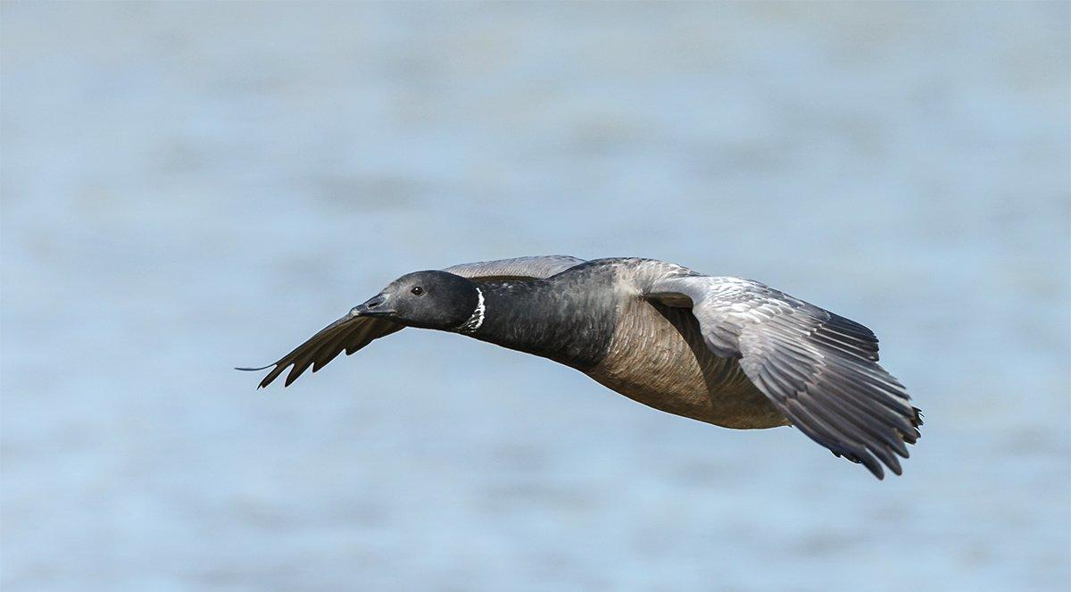 Pacific Brant