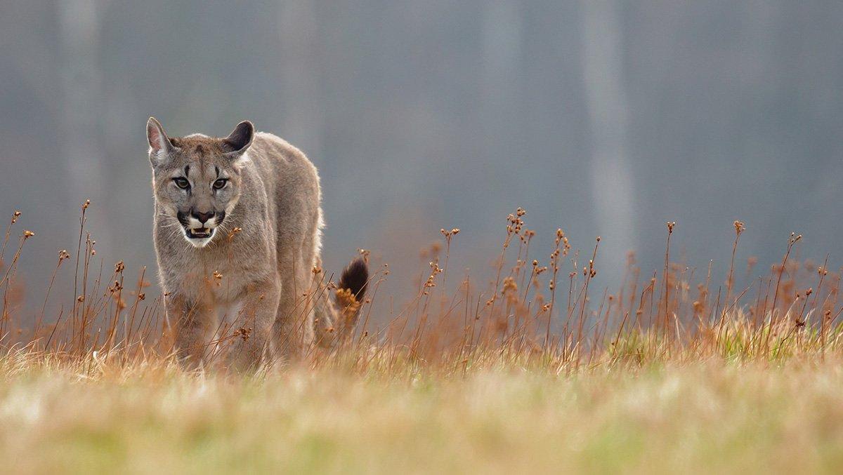 Several underweight mountain lions have been spotted in California's Santa Cruz County. ©Milan Zygmunt-Shutterstock  