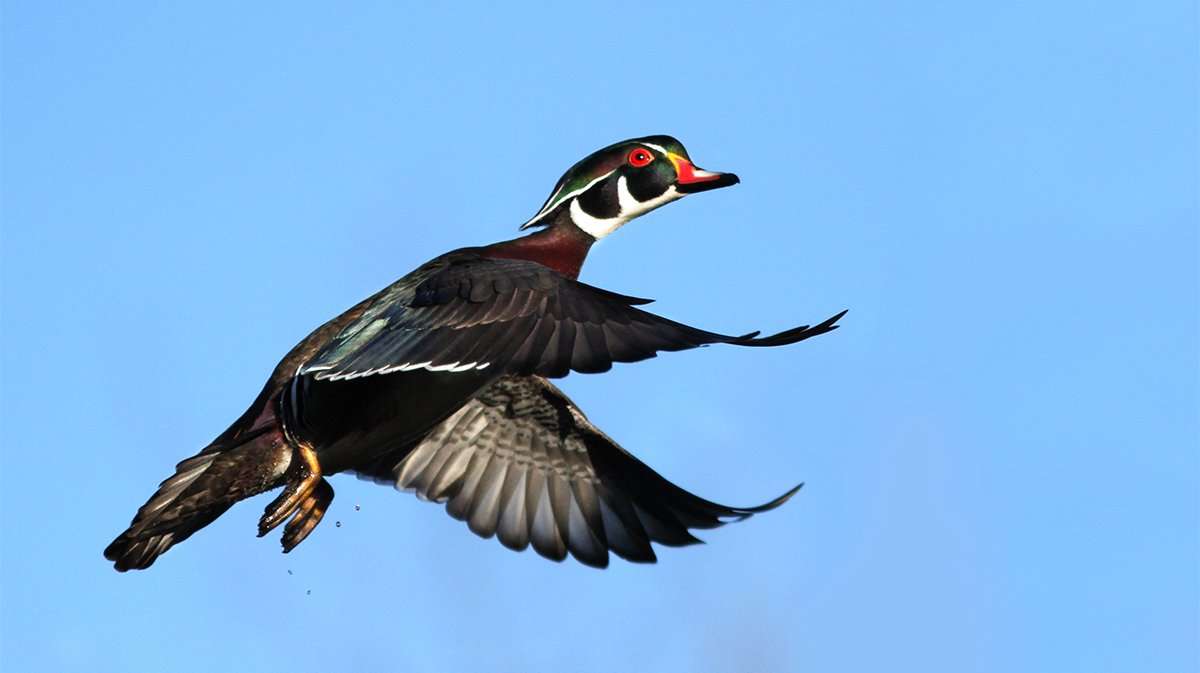 Wood ducks are exceptionally abundant in many Northern states, and hunters are cashing in despite hot, dry weather. Photo © Mircea Costina/Shutterstock