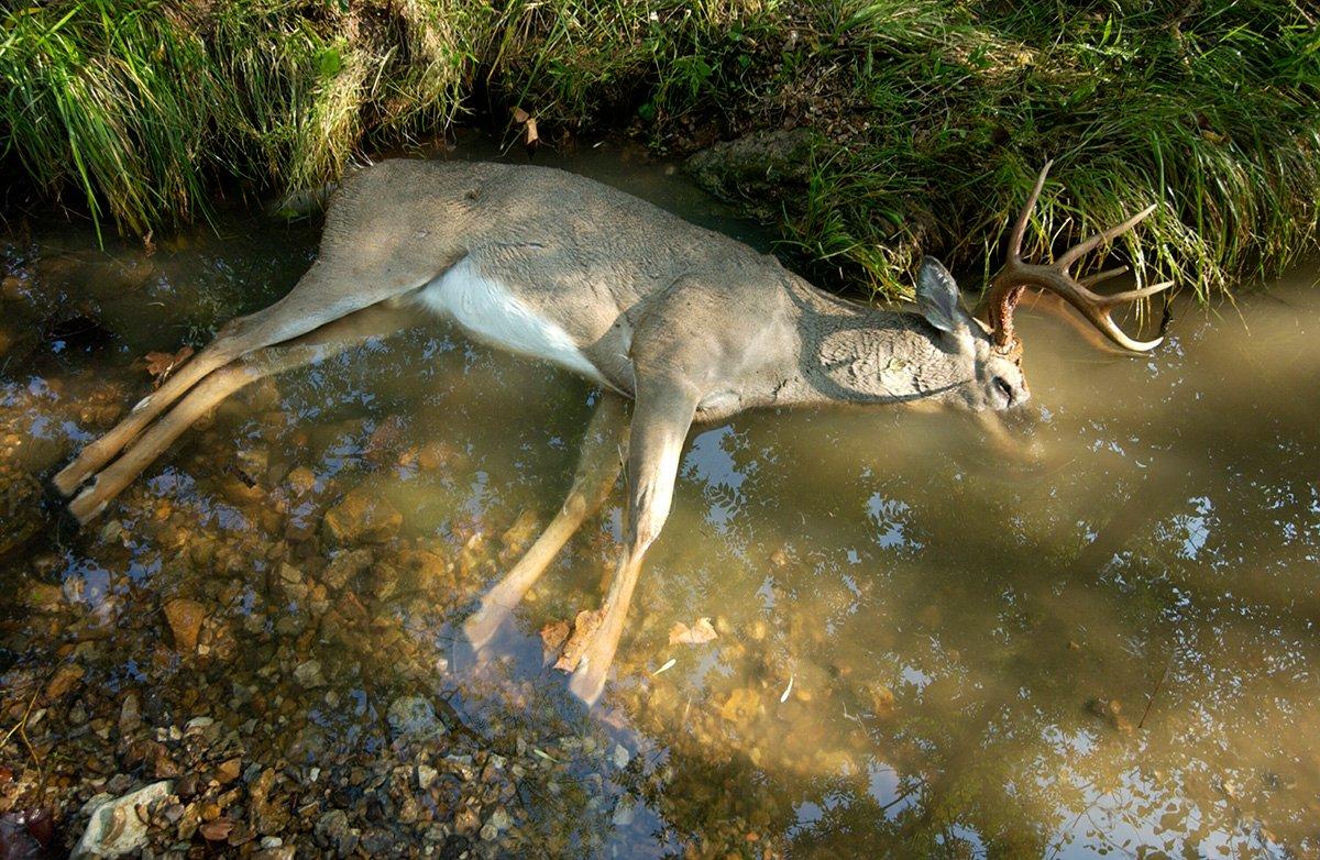 Deer that succumb to EHD are frequently found in creeks or ponds. (Missouri Department of Conservation image)