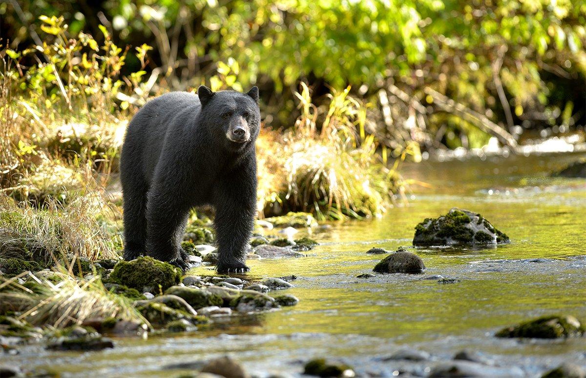 Bear in mind: a guide to Bears tailgating