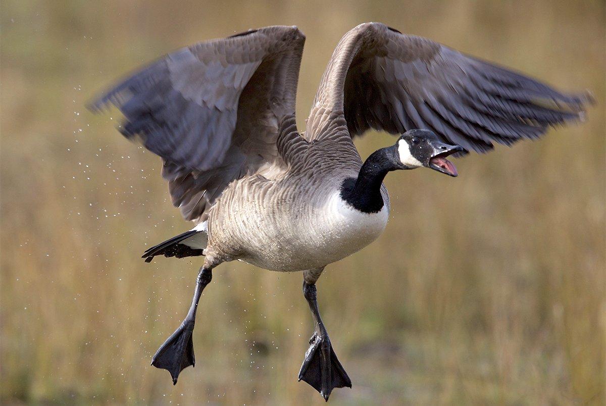 Canada Geese