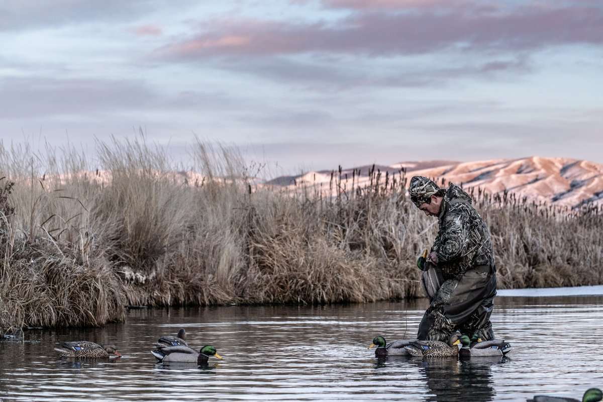 Ducks were abundant in many areas of the flyway, though geese were somewhat more sporadic. Photo © Nick Costas Ducks were abundant in many areas of the flyway, though geese were somewhat more sporadic. Photo © Nick Costas
