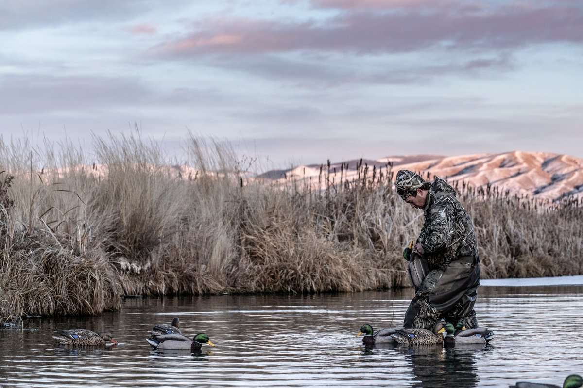 Ducks were abundant in many areas of the flyway, though geese were somewhat more sporadic. Photo © Nick Costas