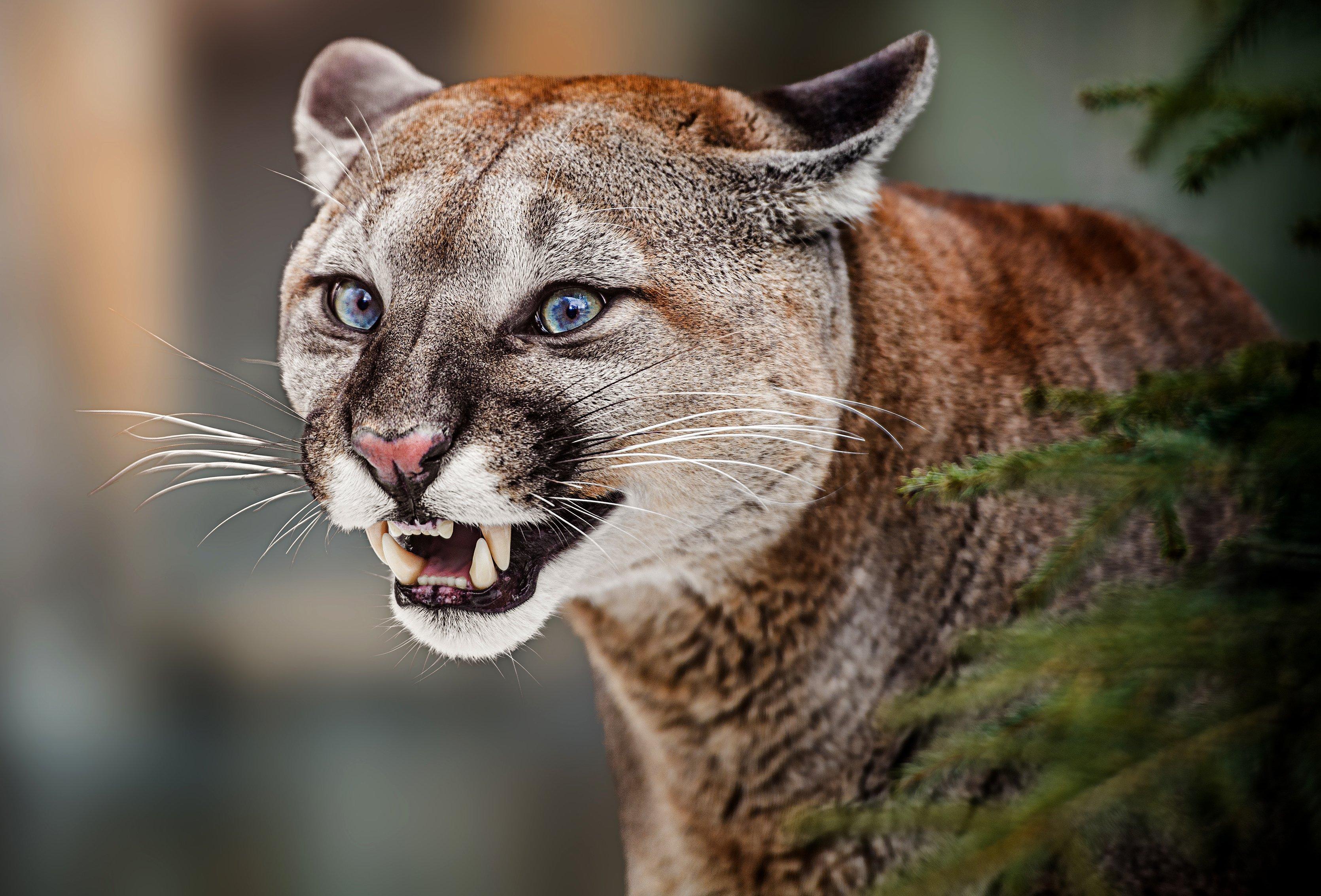 Image: co_mountain_lion_attack