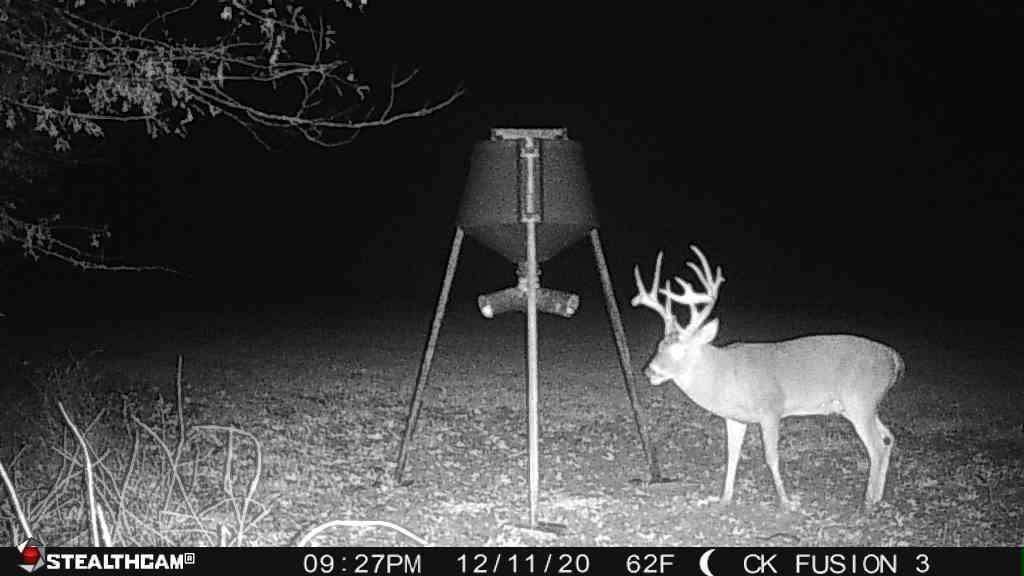 After appearing on trail cameras regularly, the buck disappeared for several days before reappearing. Image by Small Town Hunting