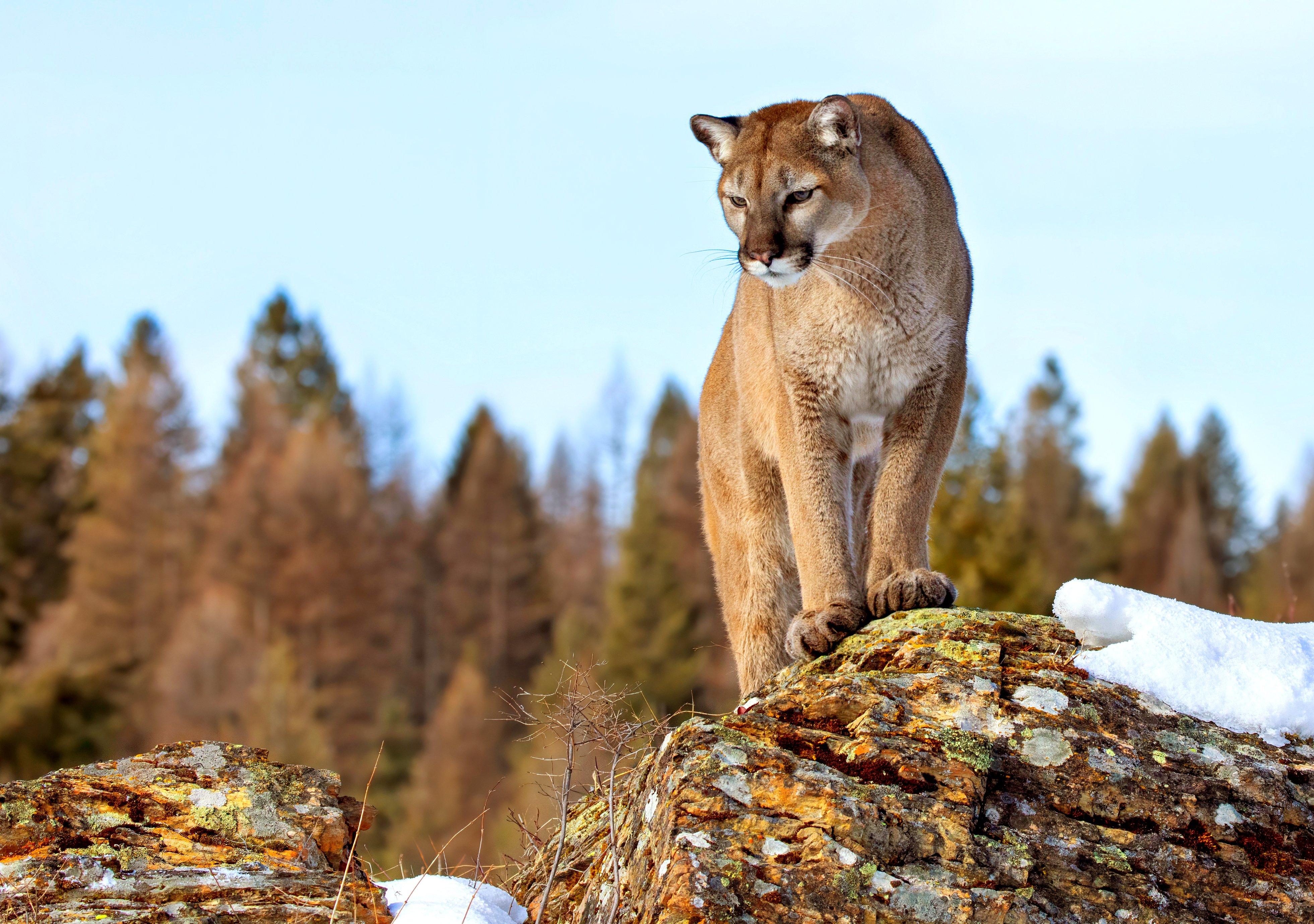 Image: colorado_mountain_lion