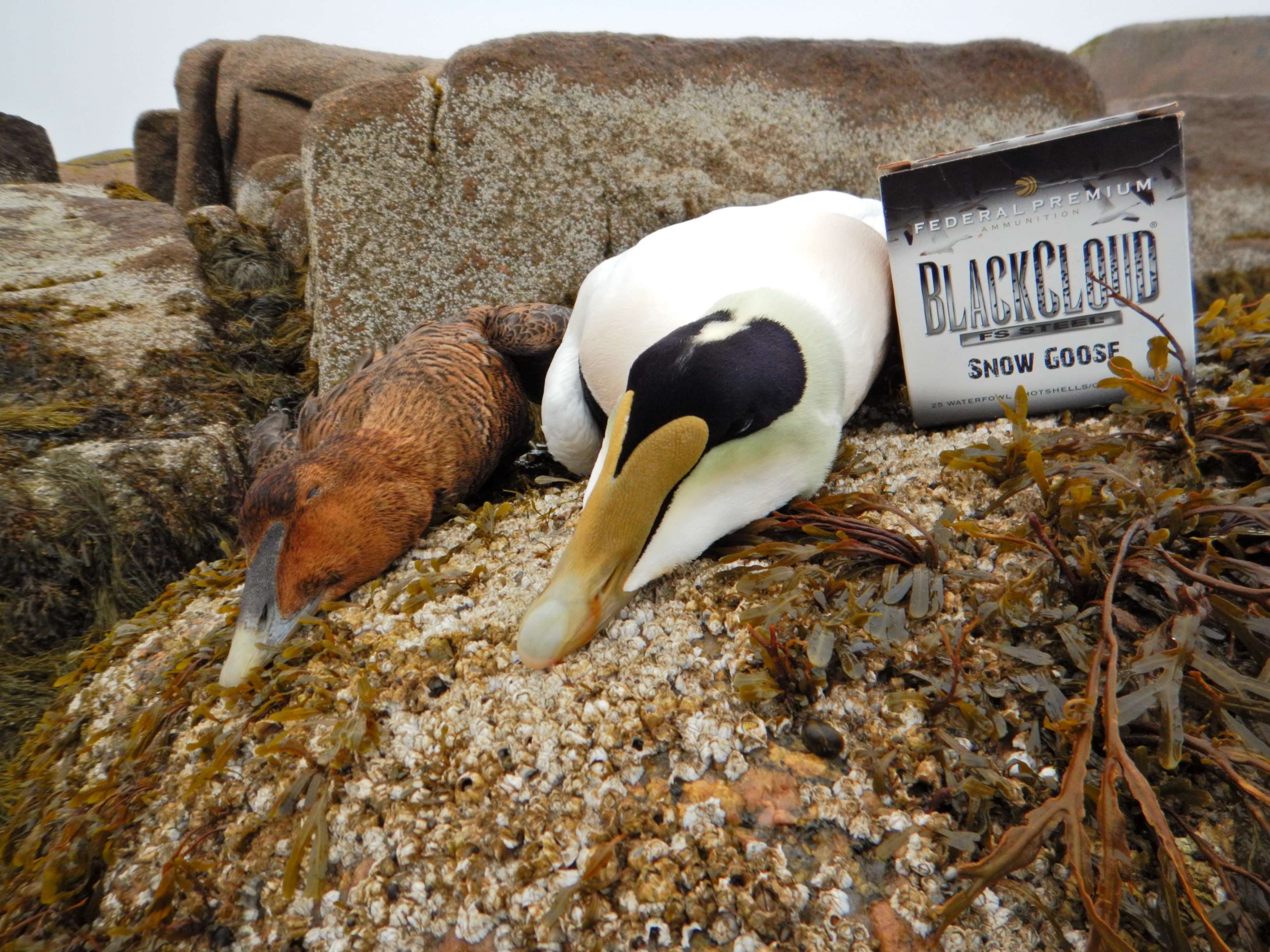 A Maine common eider pair. (Courtesy Federal Premium) A Maine common eider pair. (Courtesy Federal Premium)