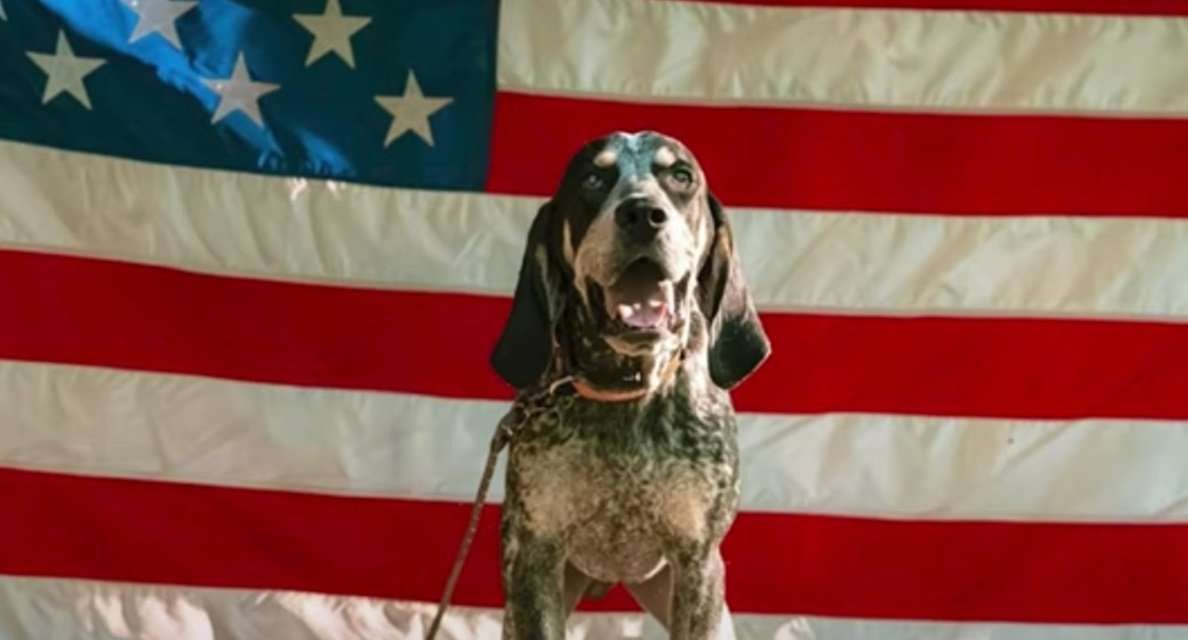 Rabbit Hash, Kentucky, Elects Bluetick Coonhound as Mayor - Realtree Camo