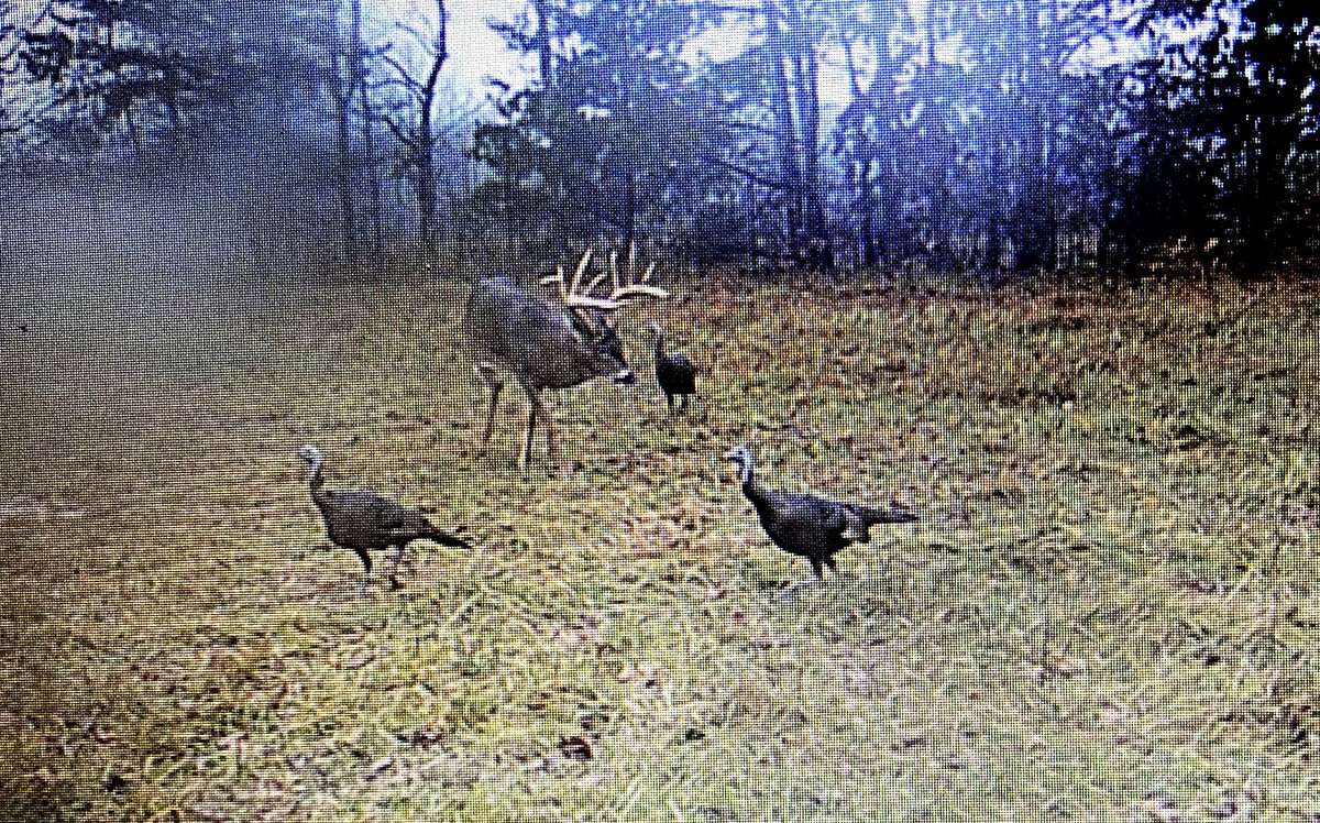 Ashton's buck was on the Copas' trail camera pretty regularly leading up to the successful hunt. Image courtesy of Tim Copas