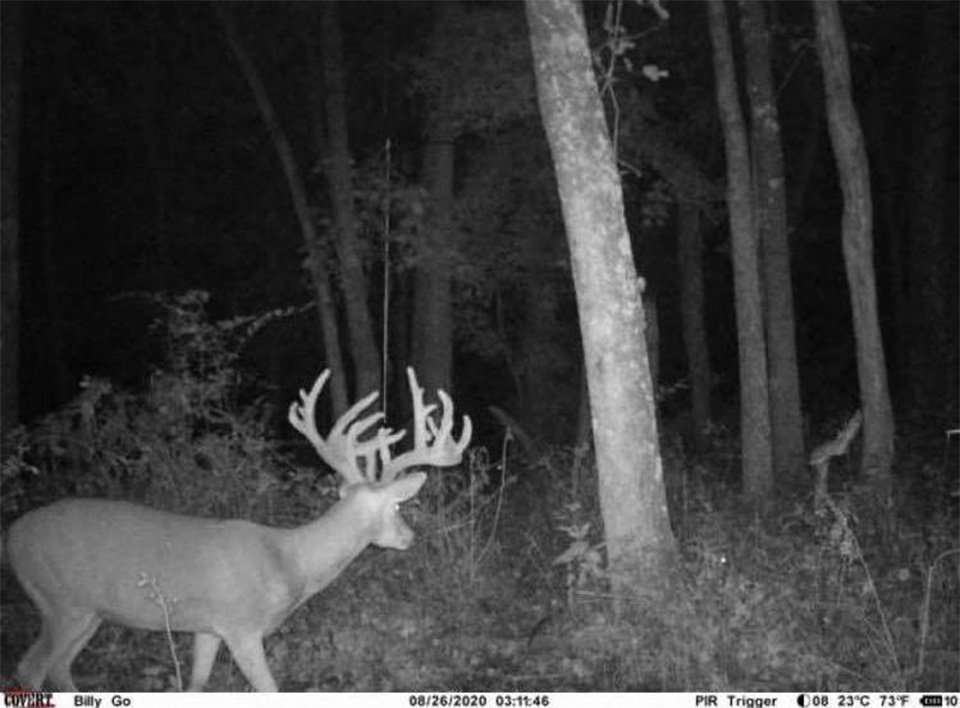 Richmond followed this deer on his trail cameras, but it wasn't a predictable buck. (Corey Richmond photo)