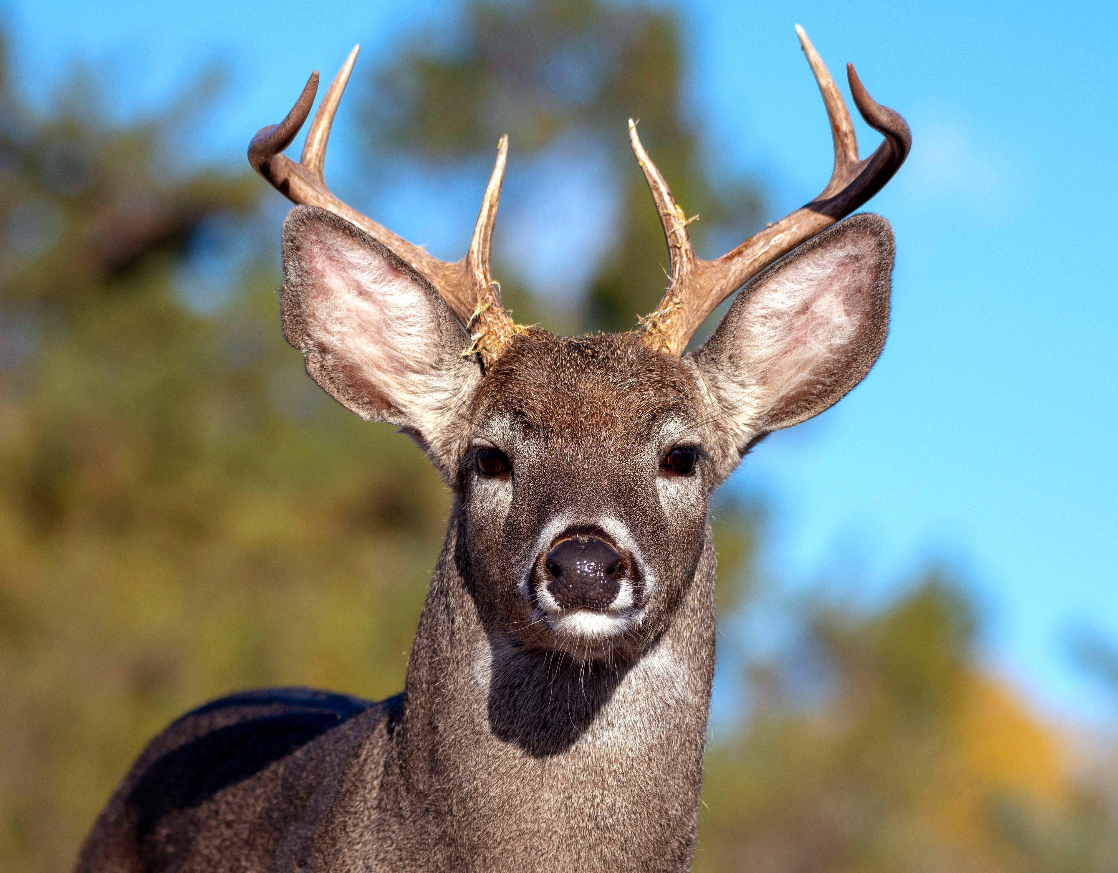 How to Get a North American Deer Slam - Realtree Camo