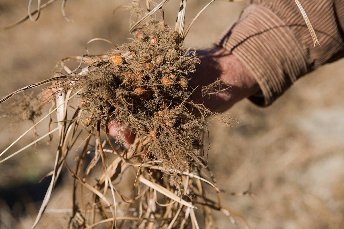 Have you ever planted chufa? (Photo courtesy of the National Wild Turkey Federation)