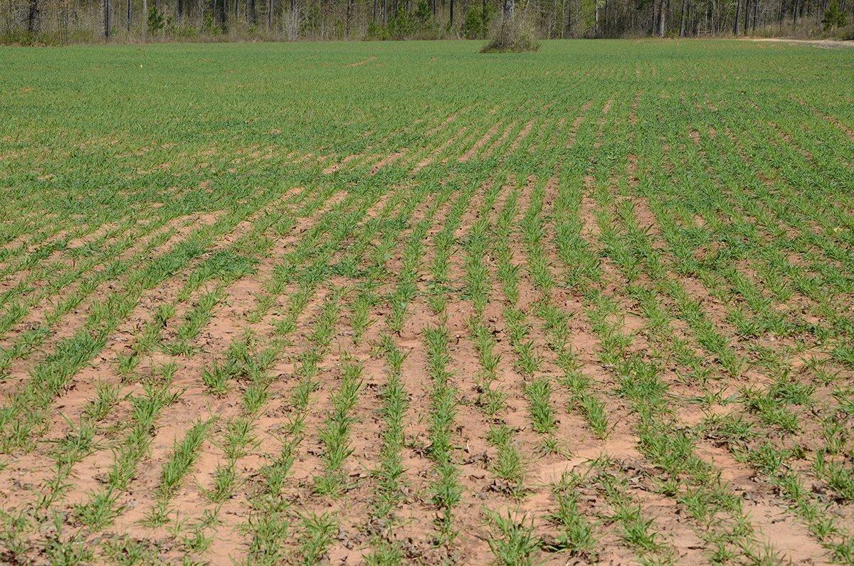 Do you plant cereal rye? (Photo courtesy of the QDMA)