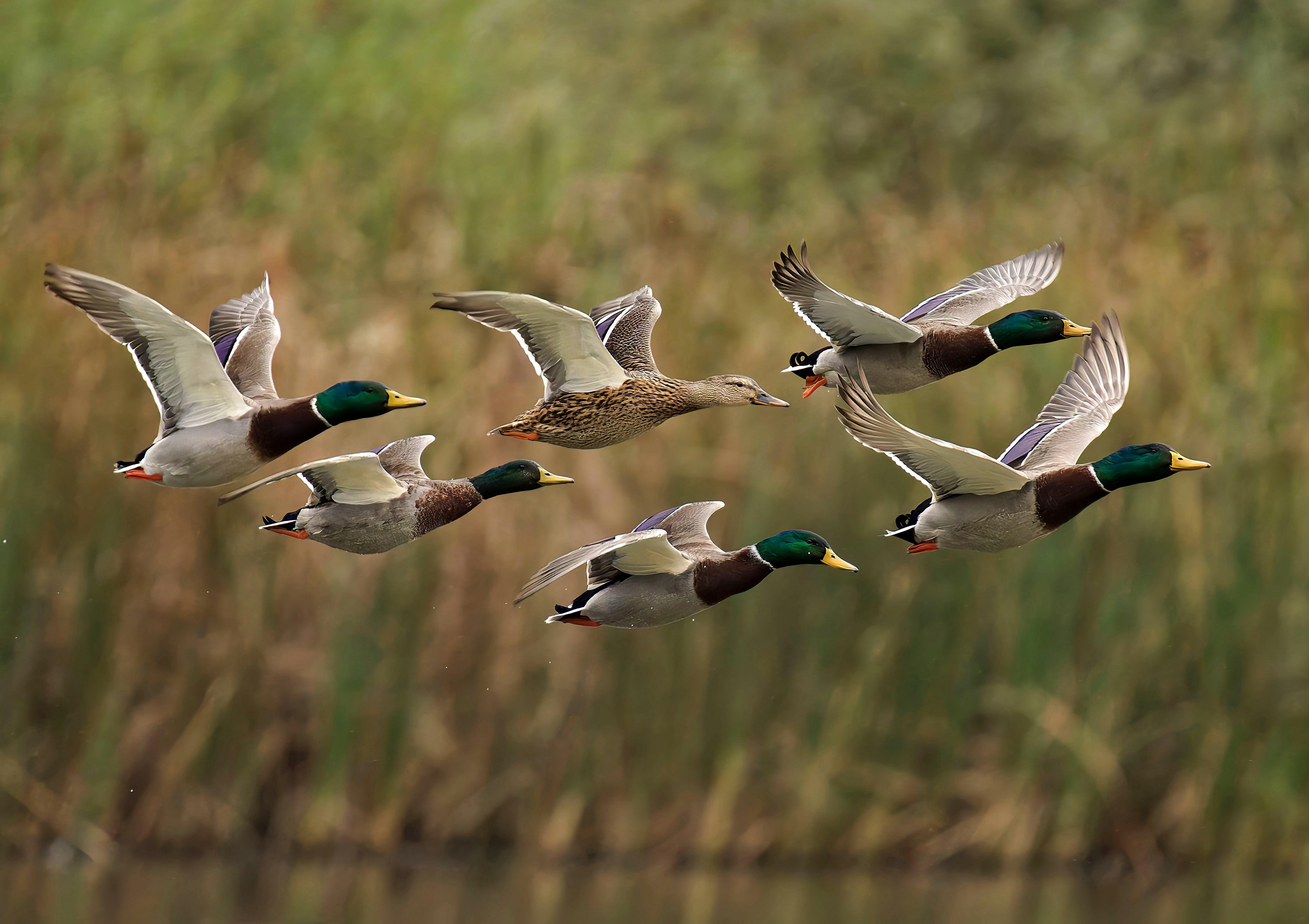 Image: courtship_flight