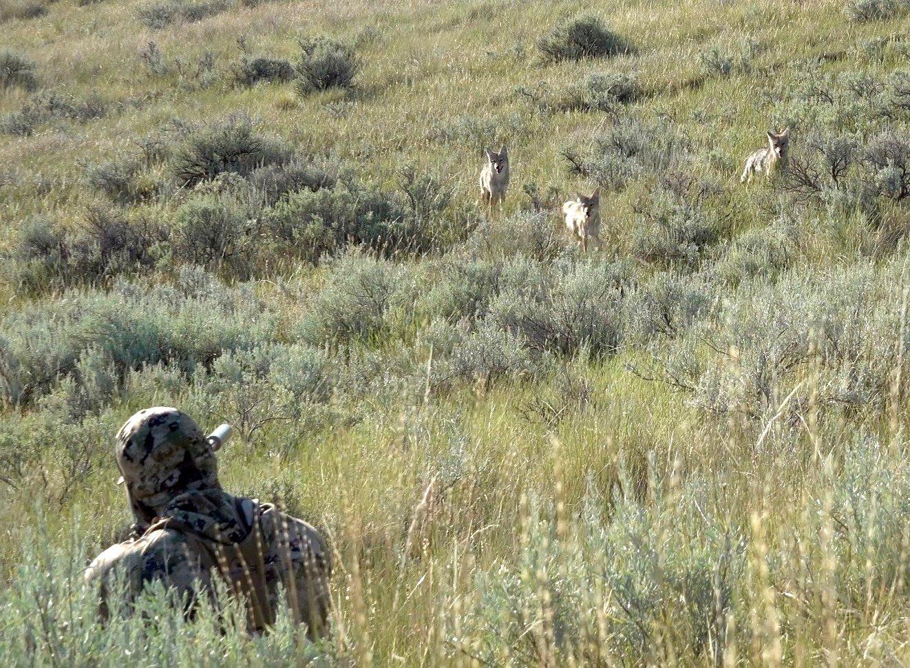 Image: coyote_dogging_1