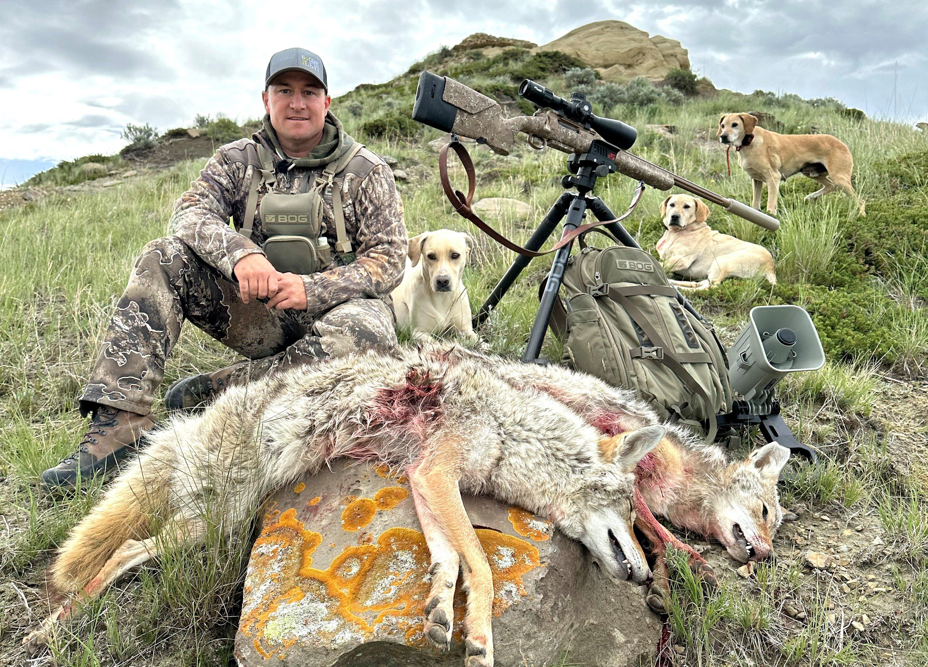 Image: coyote_dogging_2