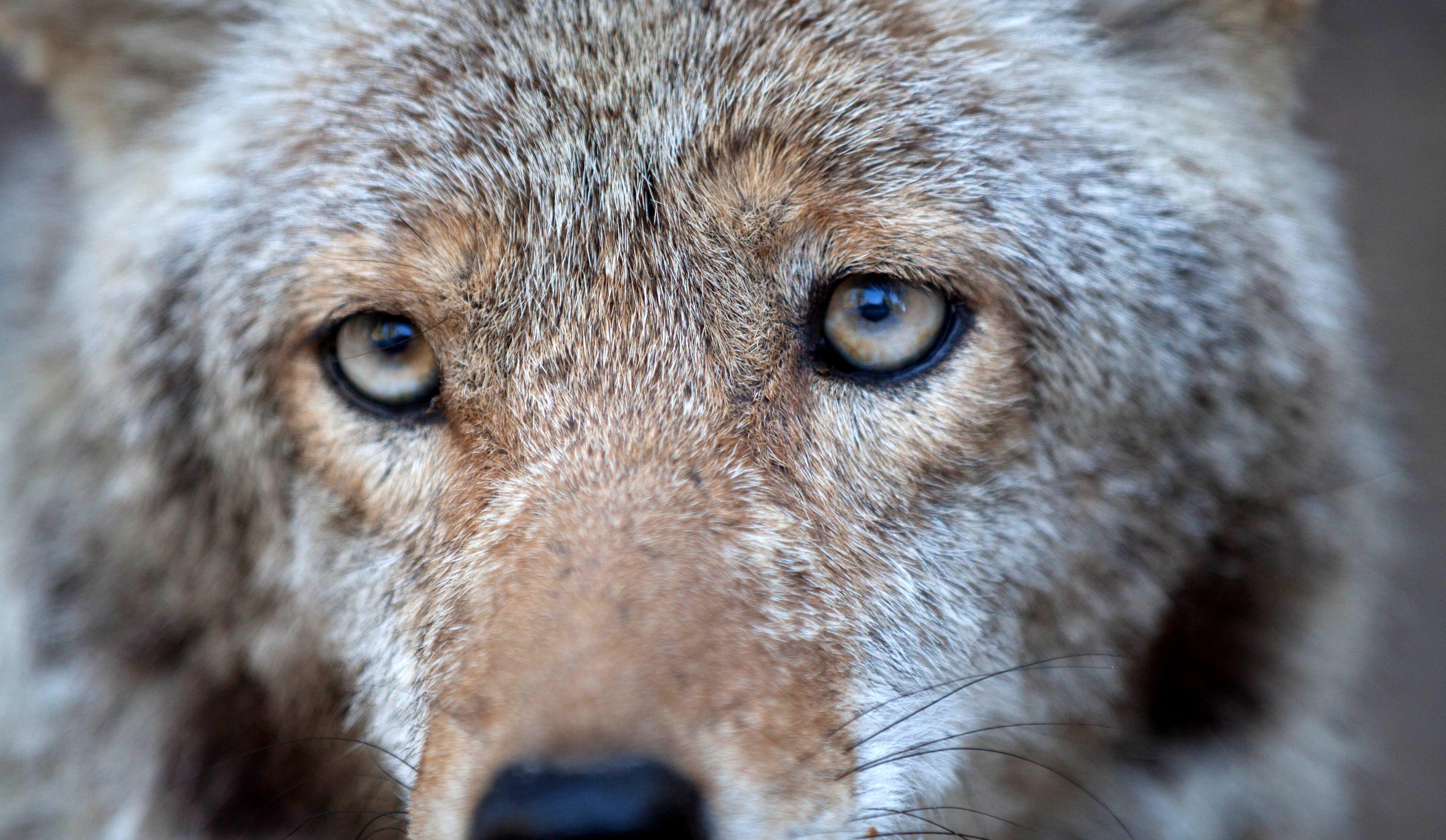 Image: coyote_dogging_5