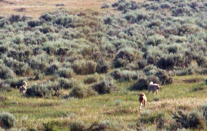 Image: coyote_dogging_7