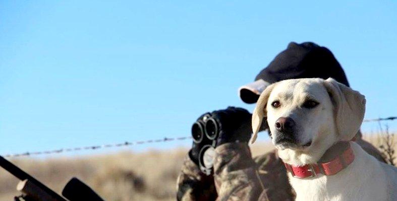 Image: coyote_dogging_8