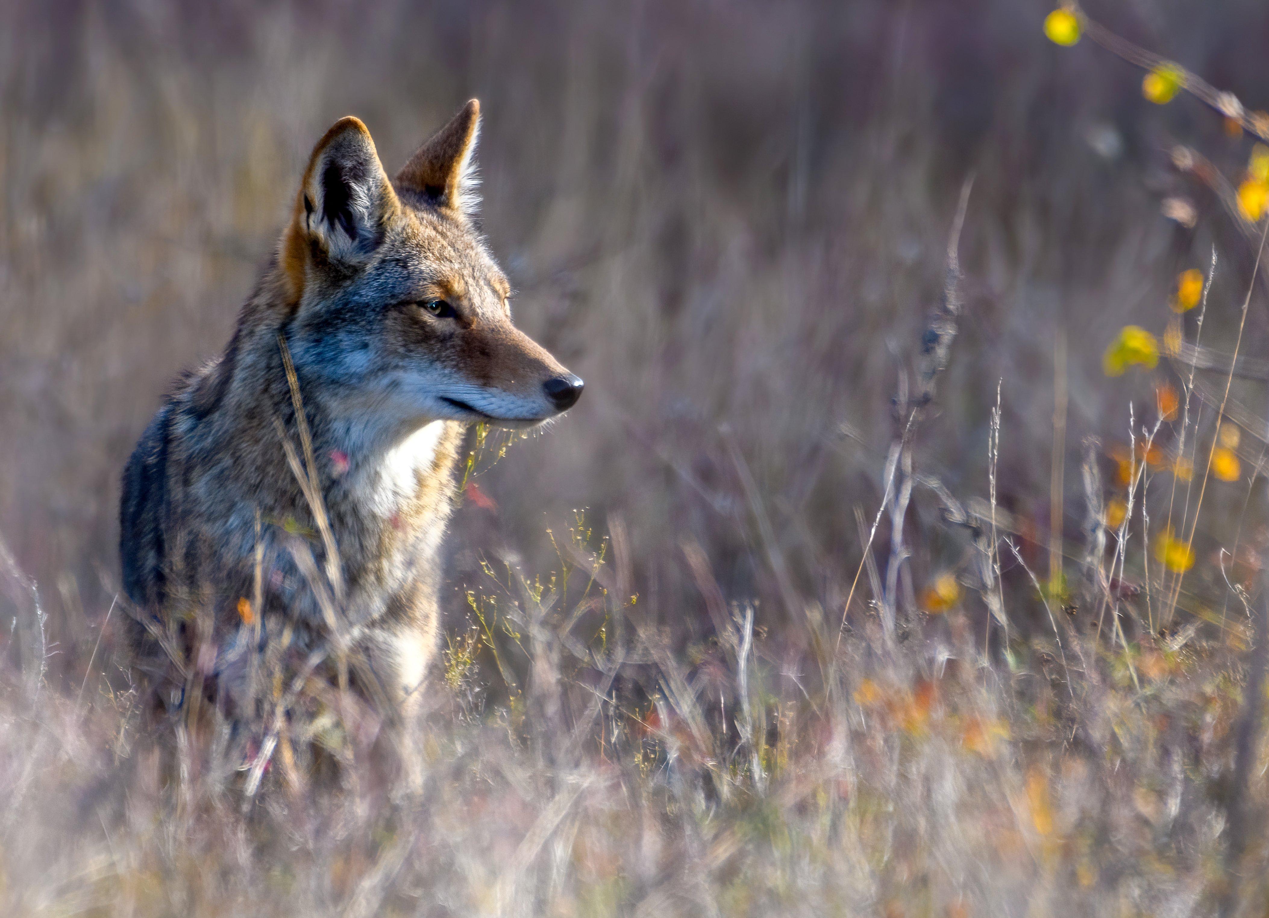 Image: coyote_hunt_1