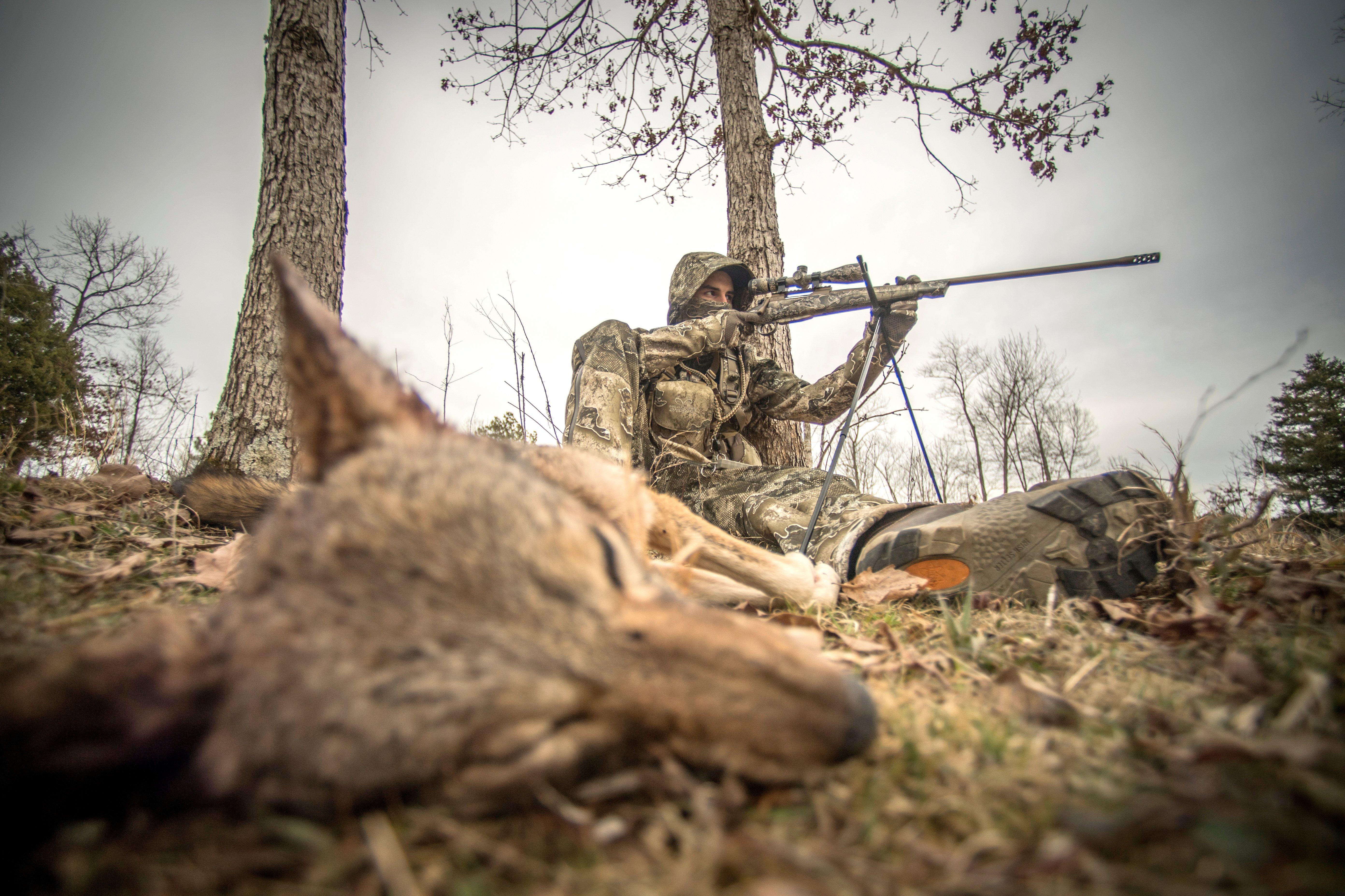 Image: coyote_hunt_3