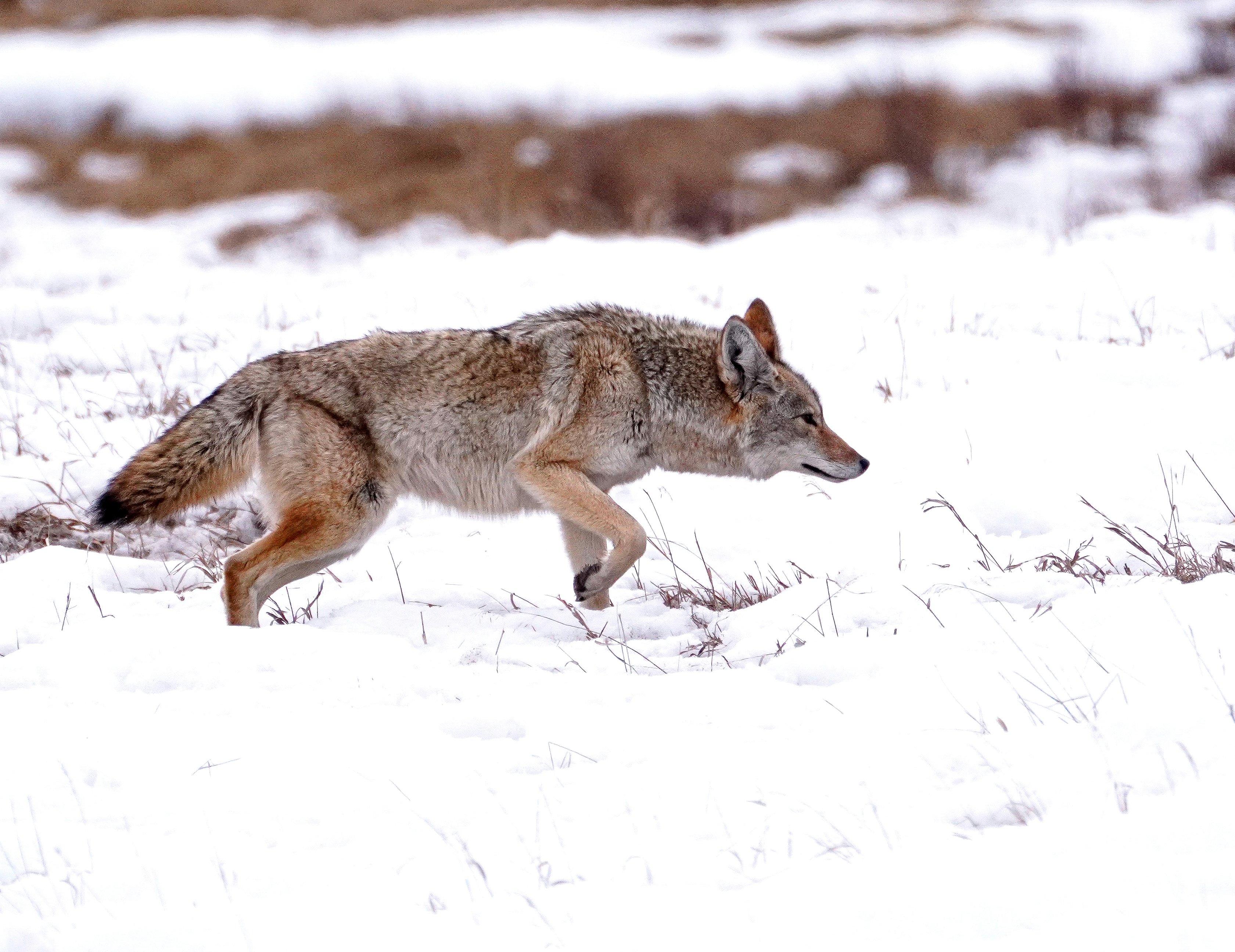 Image: coyote_hunt_4