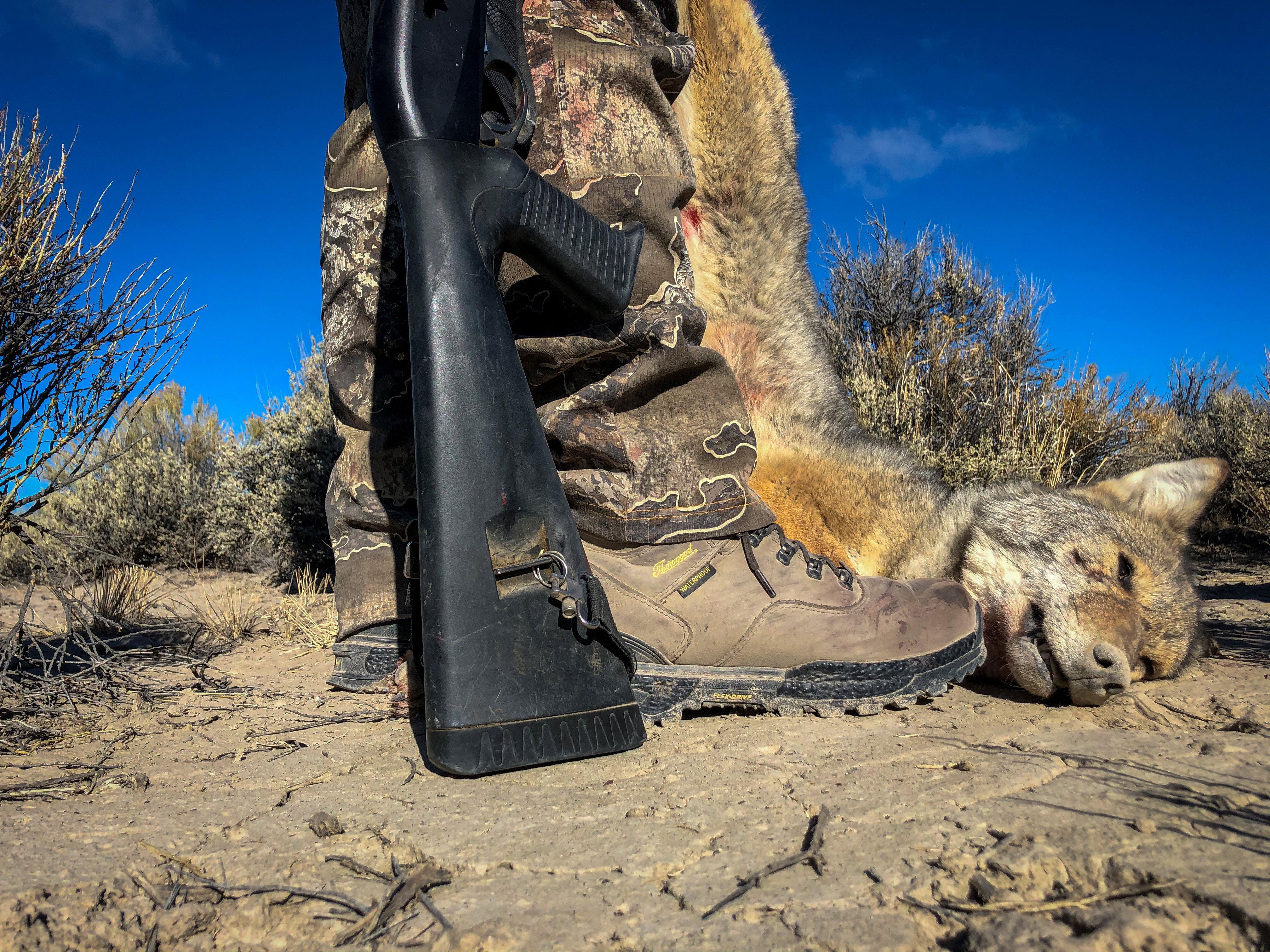 Image: coyote_hunt_7