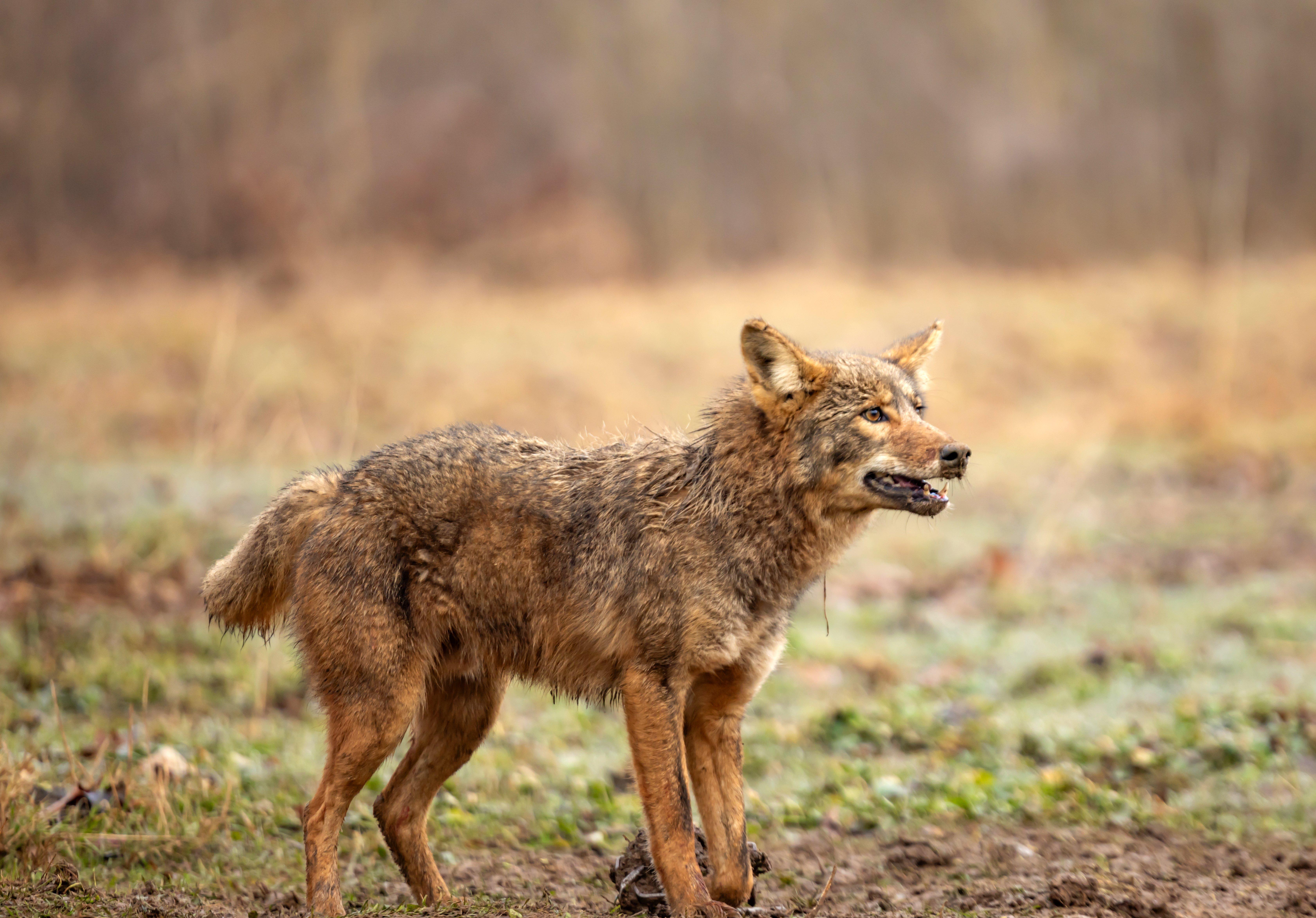 Image: coyote_set_basics_1