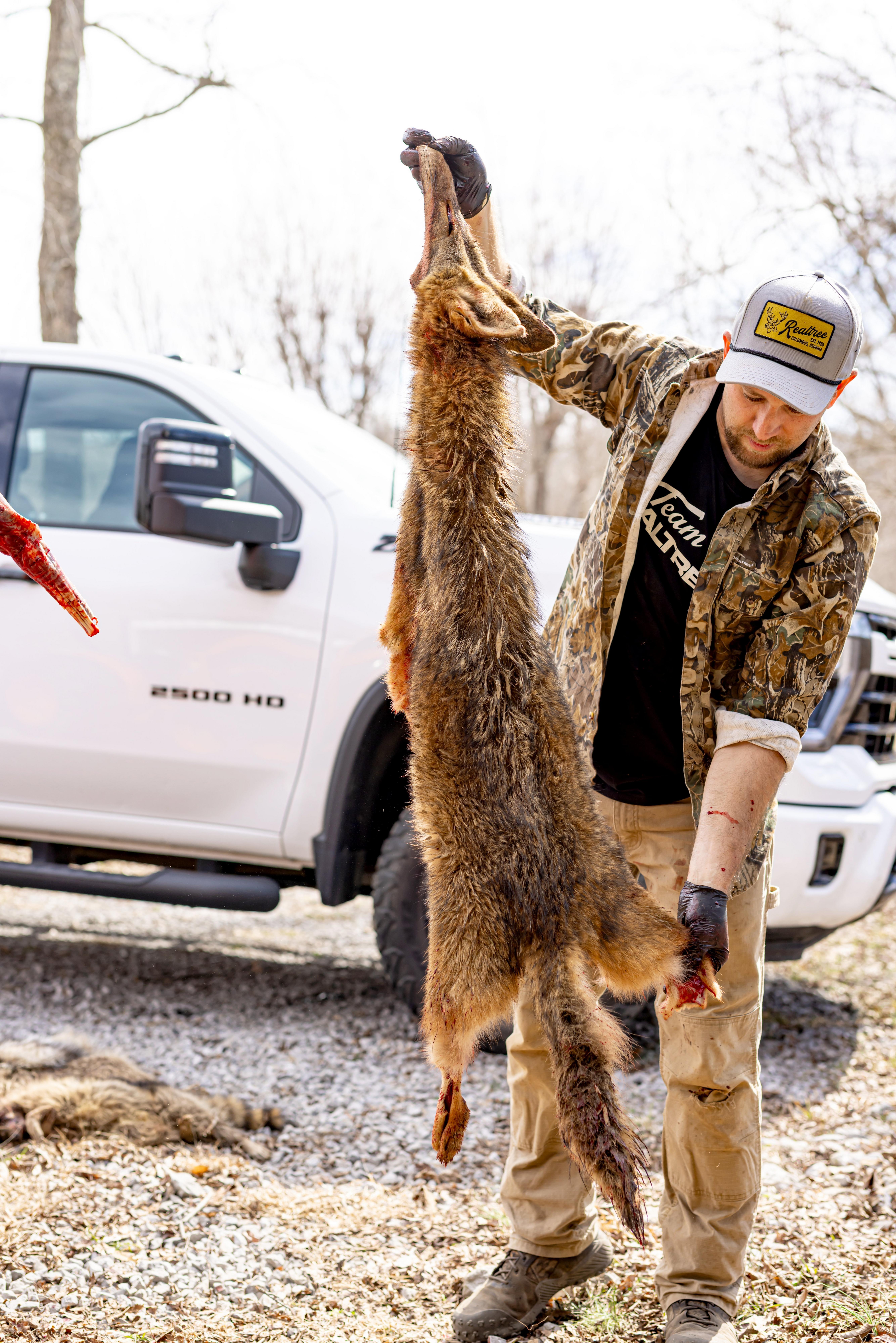Image: coyote_skinning_1