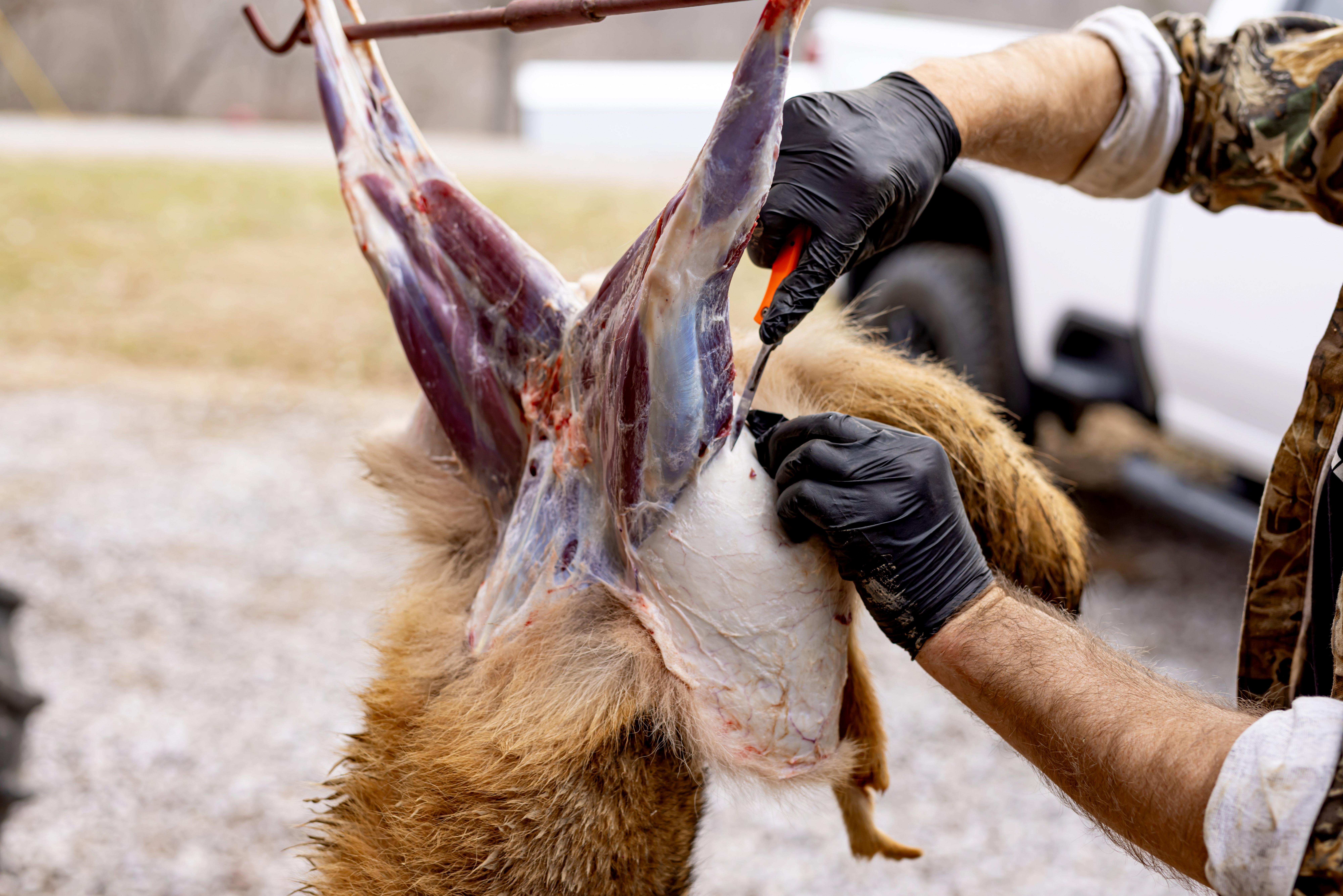 Image: coyote_skinning_2