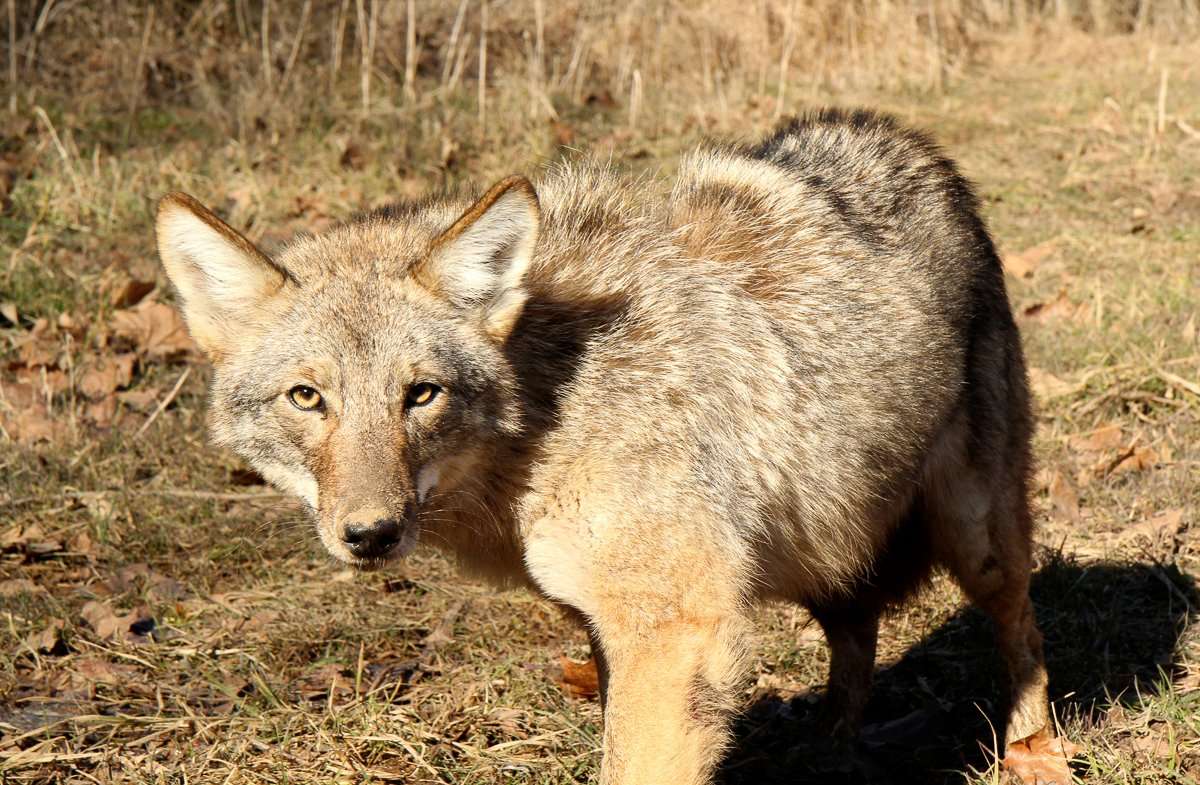 Trapping Coyote: The Process (Part 5)