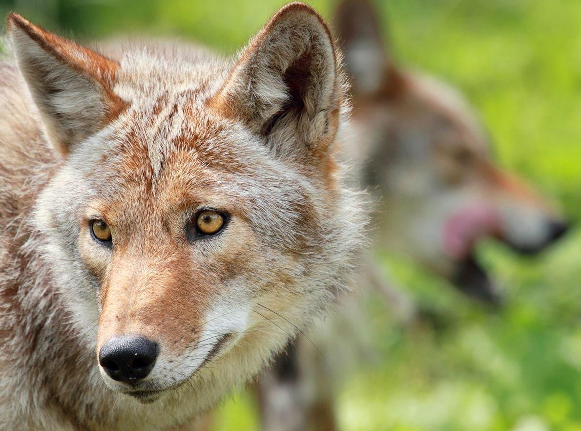 Coyotes often come to turkey calling. (Karl Umbriaco/Shutterstock photo)
