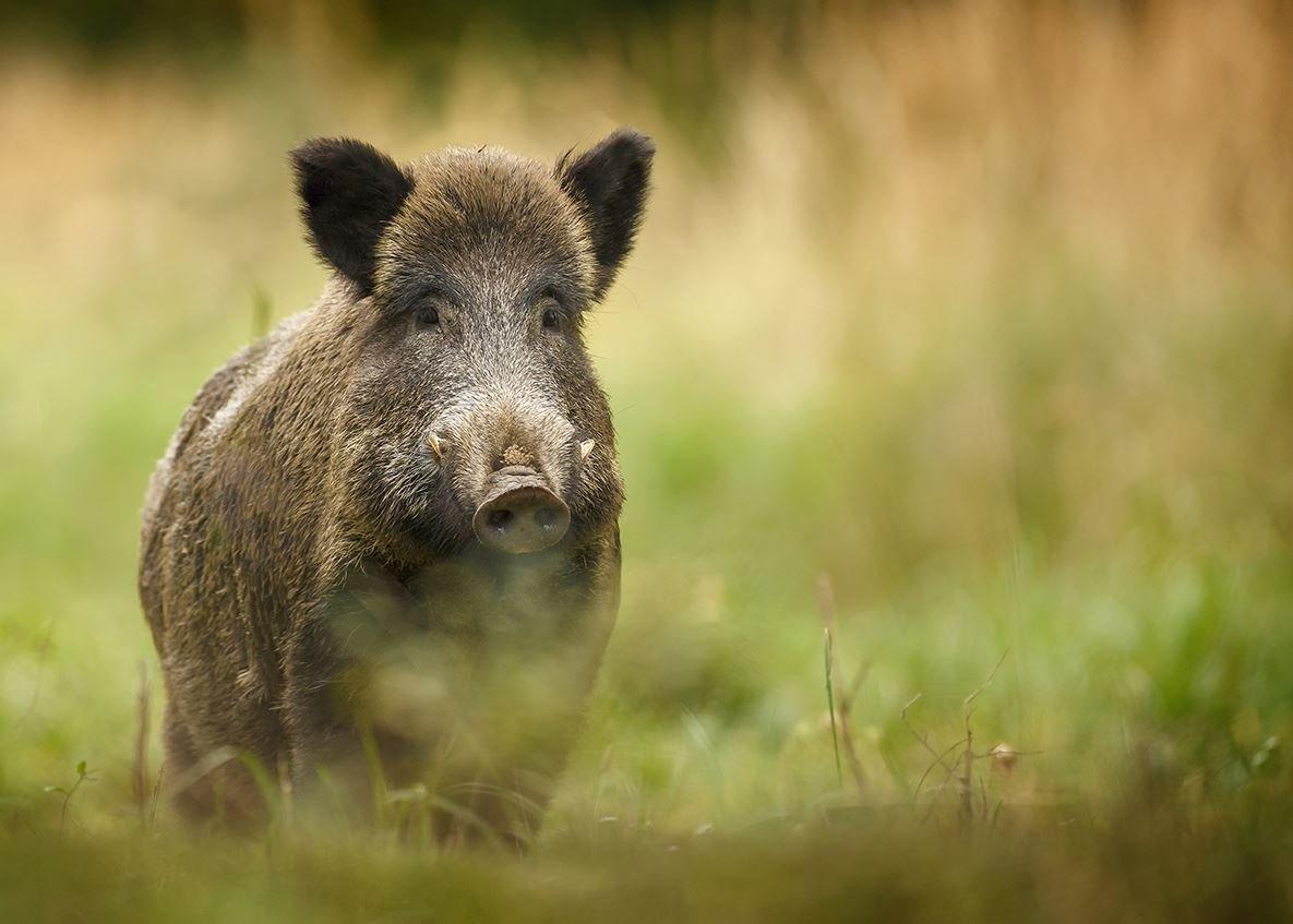 Hog hunts can provide turkey camp options. (Neil Burton/Shutterstock photo)