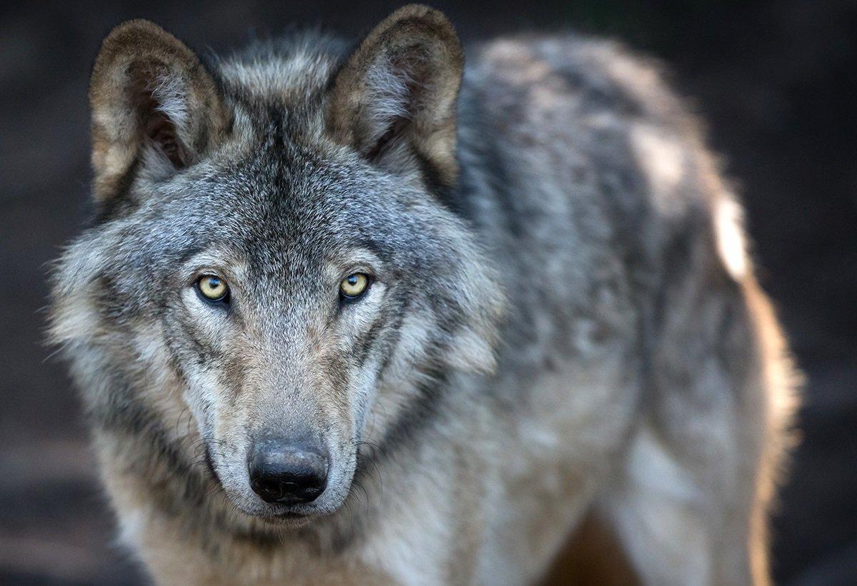Trump administration makes big changes to the Endangered Species Act. ©Pat Lauzon-Shutterstock-grey-wolf