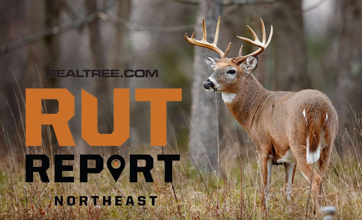 Northeast Rut Report: From the Big Woods to the Coast, Action Is on the Rise - cpaul_tessier-shutterstock-ne
