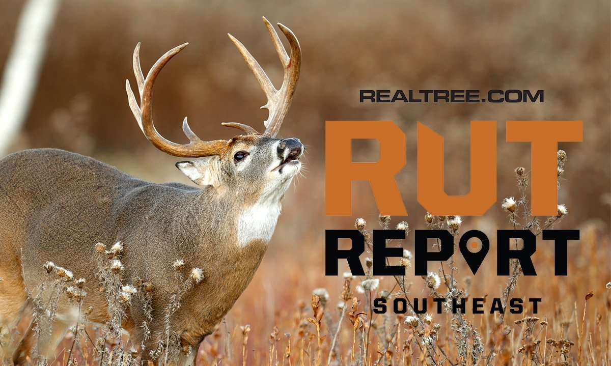 Southeast Rut Report: Secondary Rut Kicking In, Food Source Action Good - cpaul_tessier-shutterstock-se