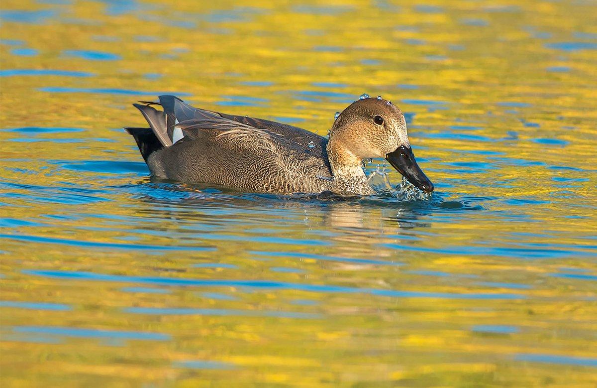 Gadwall have overtaken mallards as the most frequently encountered duck in many parts of the South. And James Buice is just fine with that. Photo © Paul Reeves Photography/Shutterstock